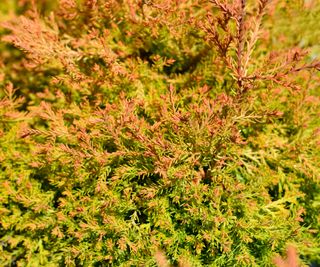 thuja Fire Chief showing orange and gold foliage