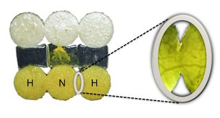 Habituated slime molds, labeled H, fuse with naïve individuals, labeled N. The habituated slime molds are used to crossing aversive salted areas to reach food, a trick they pass on to their naïve counterparts during fusion.