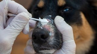 Ringworm in dogs - a dog being treated for ringworm on the nose