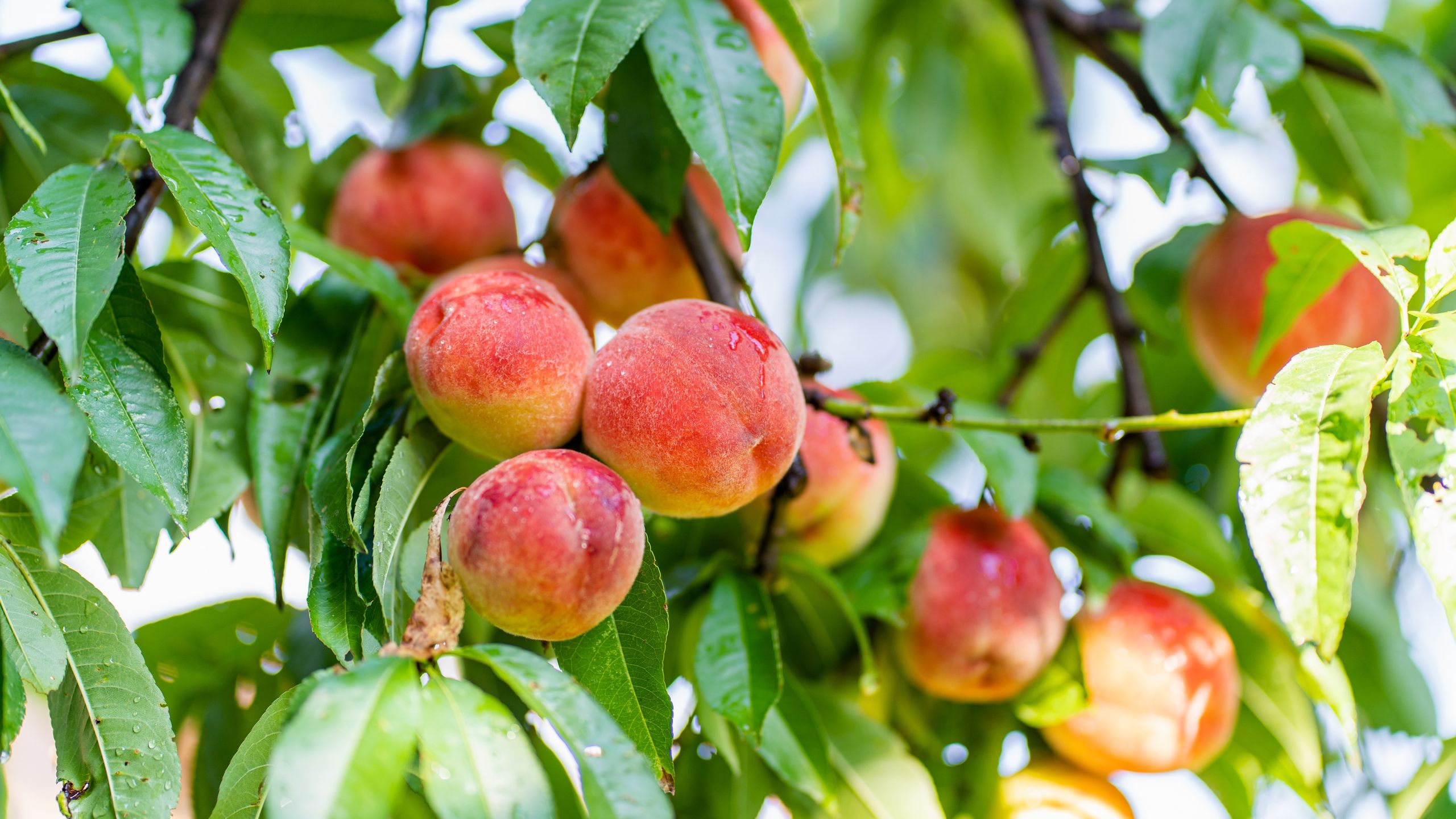 Summer Pruning Fruit Trees Can Improve Harvests This Year and Next – Here Are 5 to Trim in August
