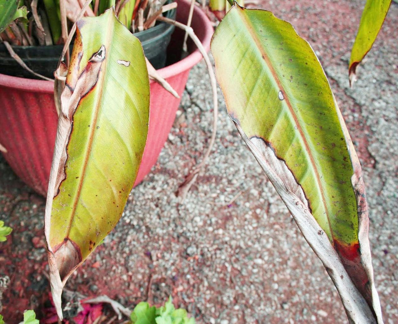 Wilting And Yellowing Bird Of Paradise Plant