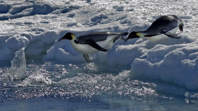 Los pingüinos emperador se sumergen en busca de comida durante los veranos antárticos y se reproducen en colonias en el hielo marino durante los oscuros y helados meses de invierno.