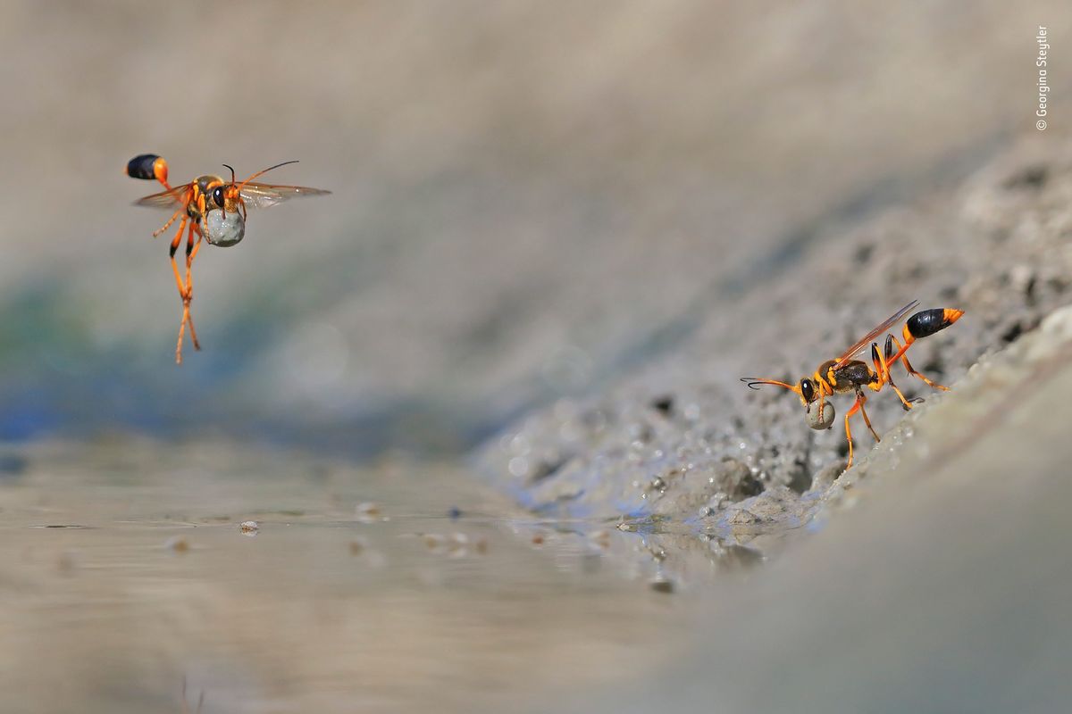 Mud-Rolling Mud-Dauber &copy; Georgina Steytler &ndash; Wildlife Photographer of the Year