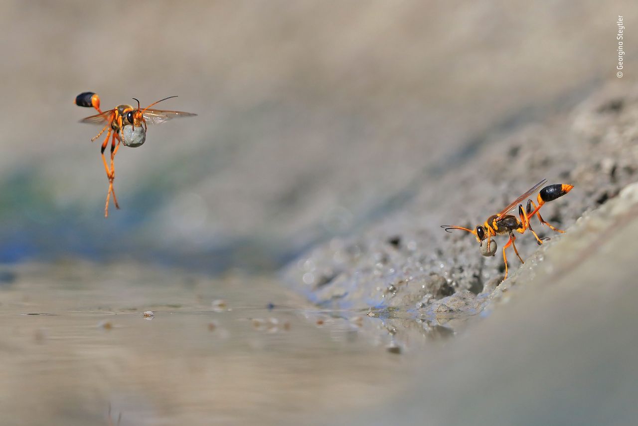 Mud-Rolling Mud-Dauber &copy; Georgina Steytler &ndash; Wildlife Photographer of the Year