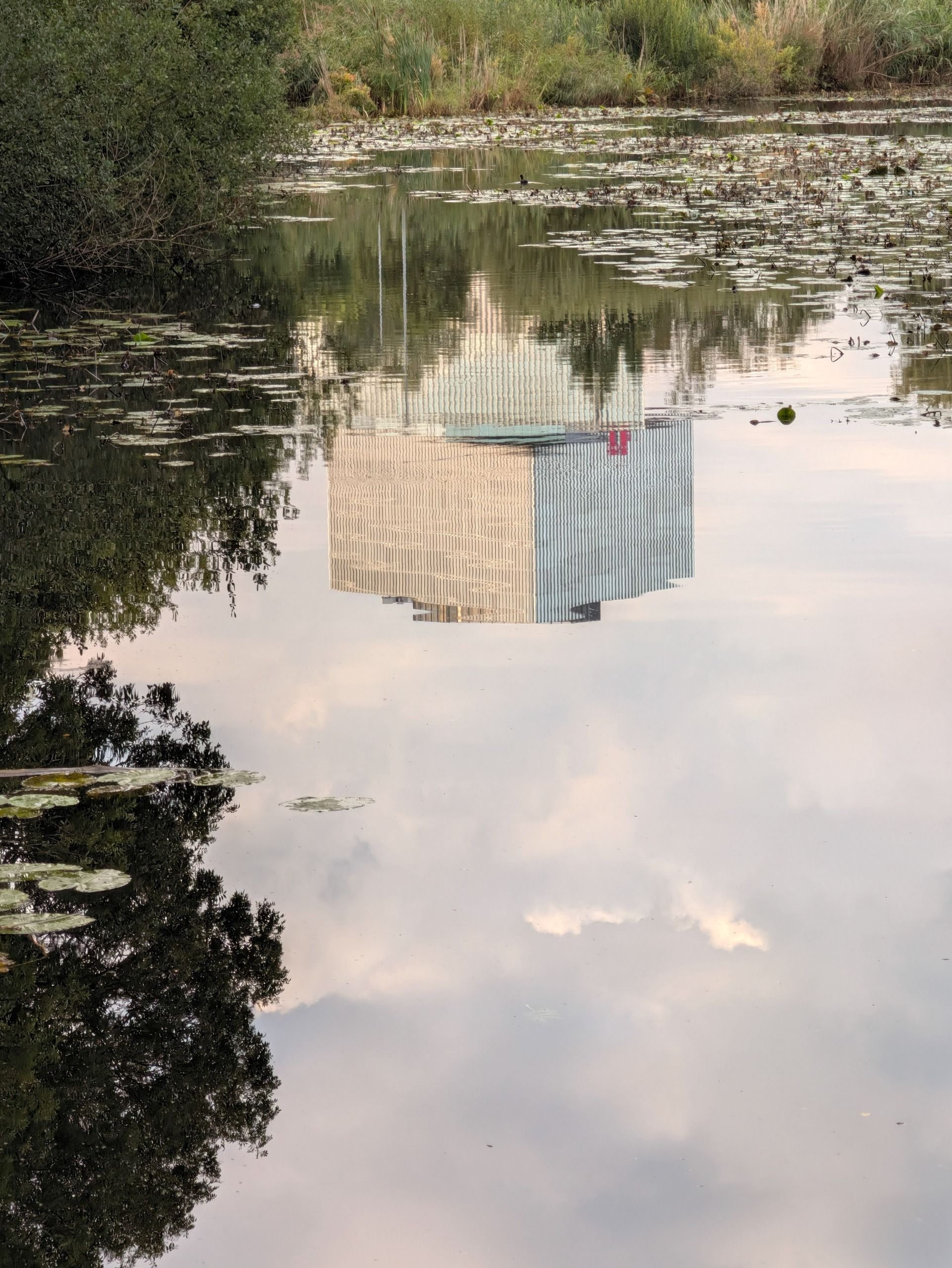 Upside-down reflection of a modern high-rise building and cloudy sky in a calm pond surrounded by reeds and lily pads.