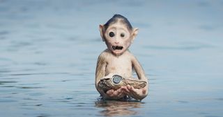 Spy macaque sits in shallow water clutching onto spy oyster