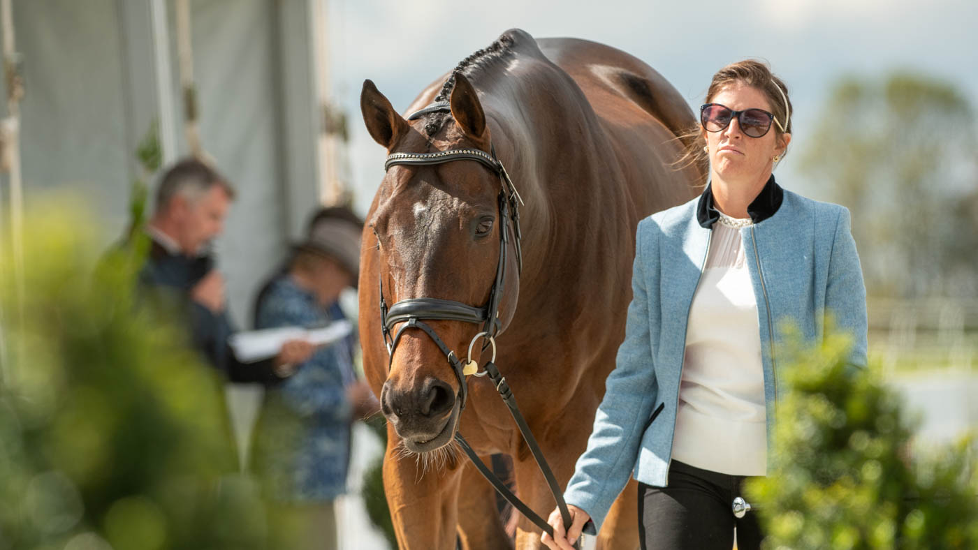 Maryland 5 Star first trot-up