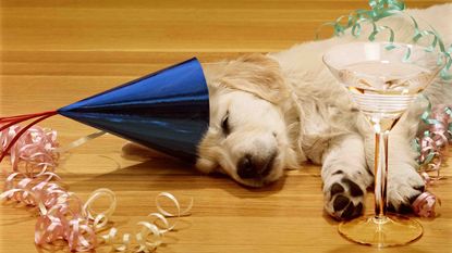 An adorable puppy golden retriever wearing a party hat sleeps next to a martini