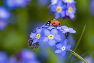 A lady bug on a blue flower