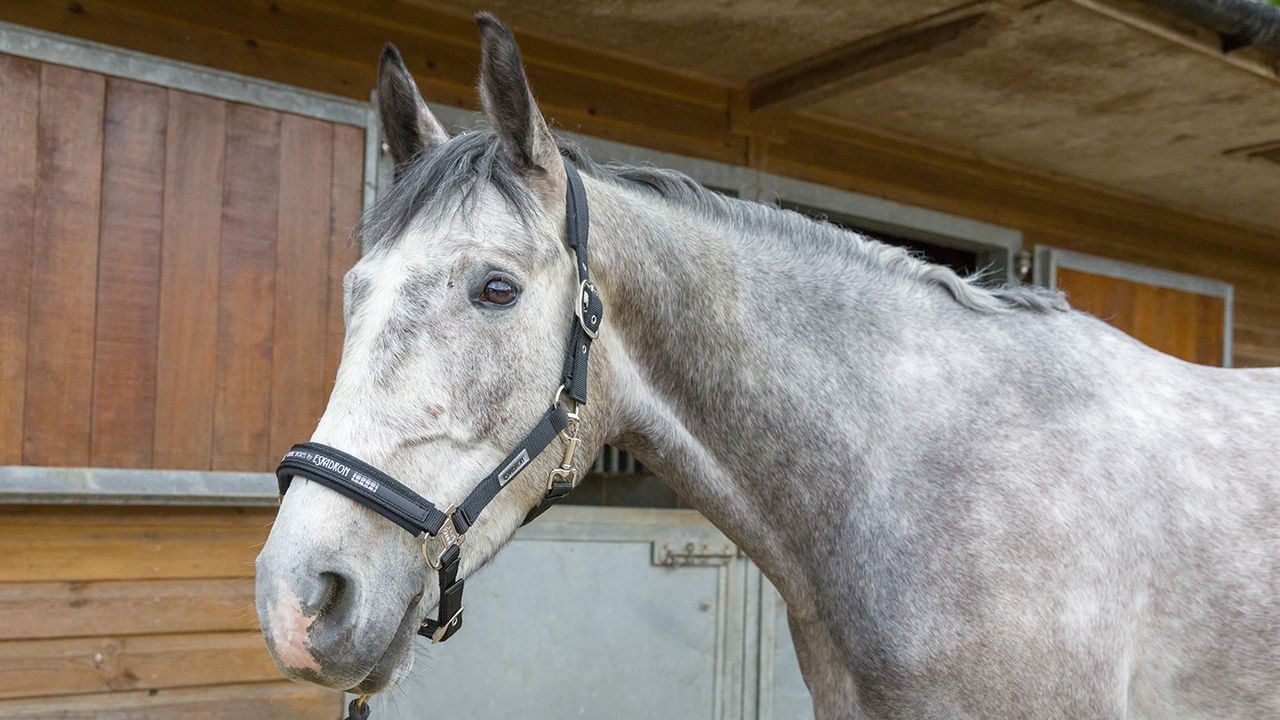 Eskadron Classic Sports headcollar review