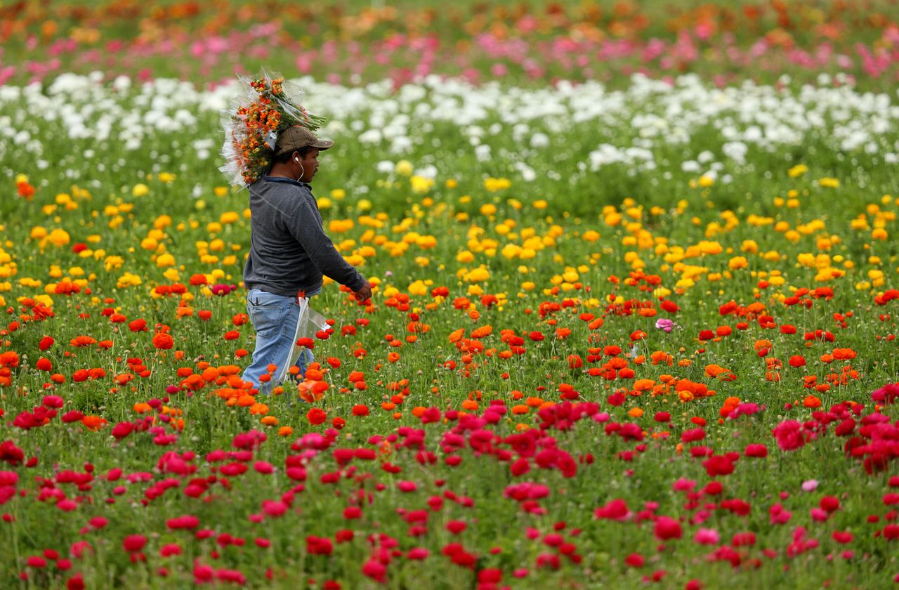 California flowers. 