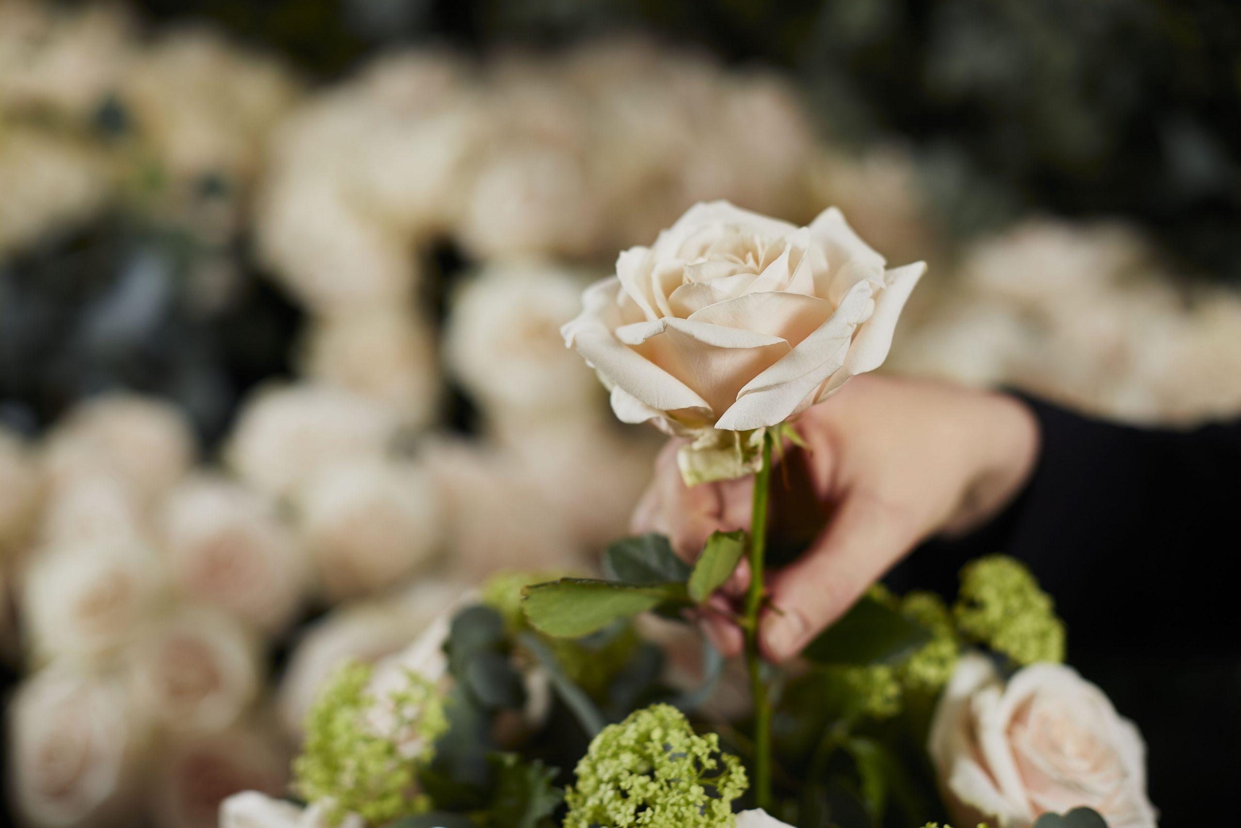 The Florist at The Dorchester-Dorchester rose-highres2