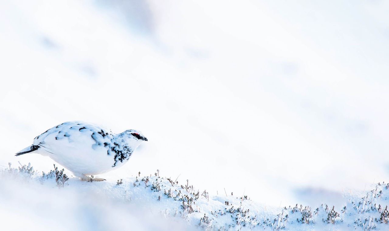 Ptarmigan? Where? The rare bird’s powers of camouflage, with three changes of raiment a year, help hide it from would-be predators.