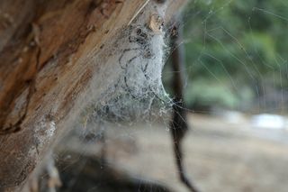 Madagascar Orb Weaving Spider in Web