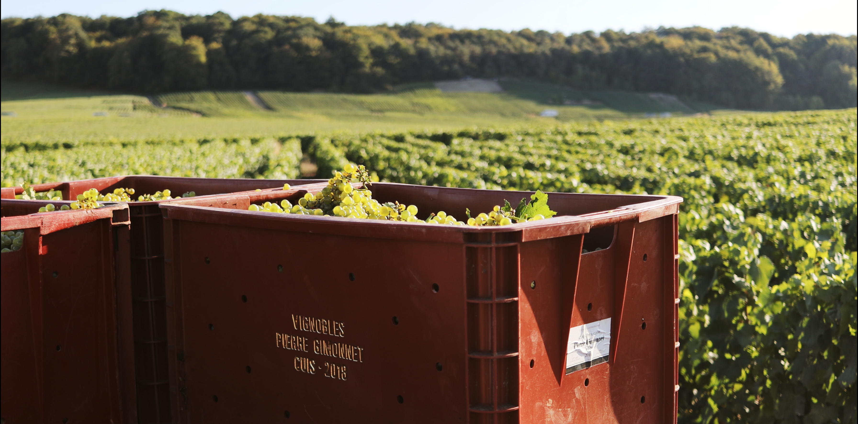 TV tonight vineyard grapes at Gimmonet.