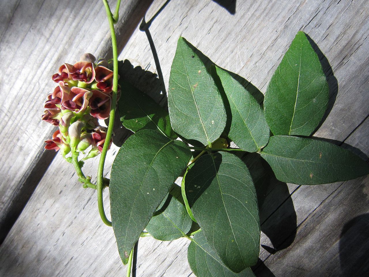 Groundnut Plant