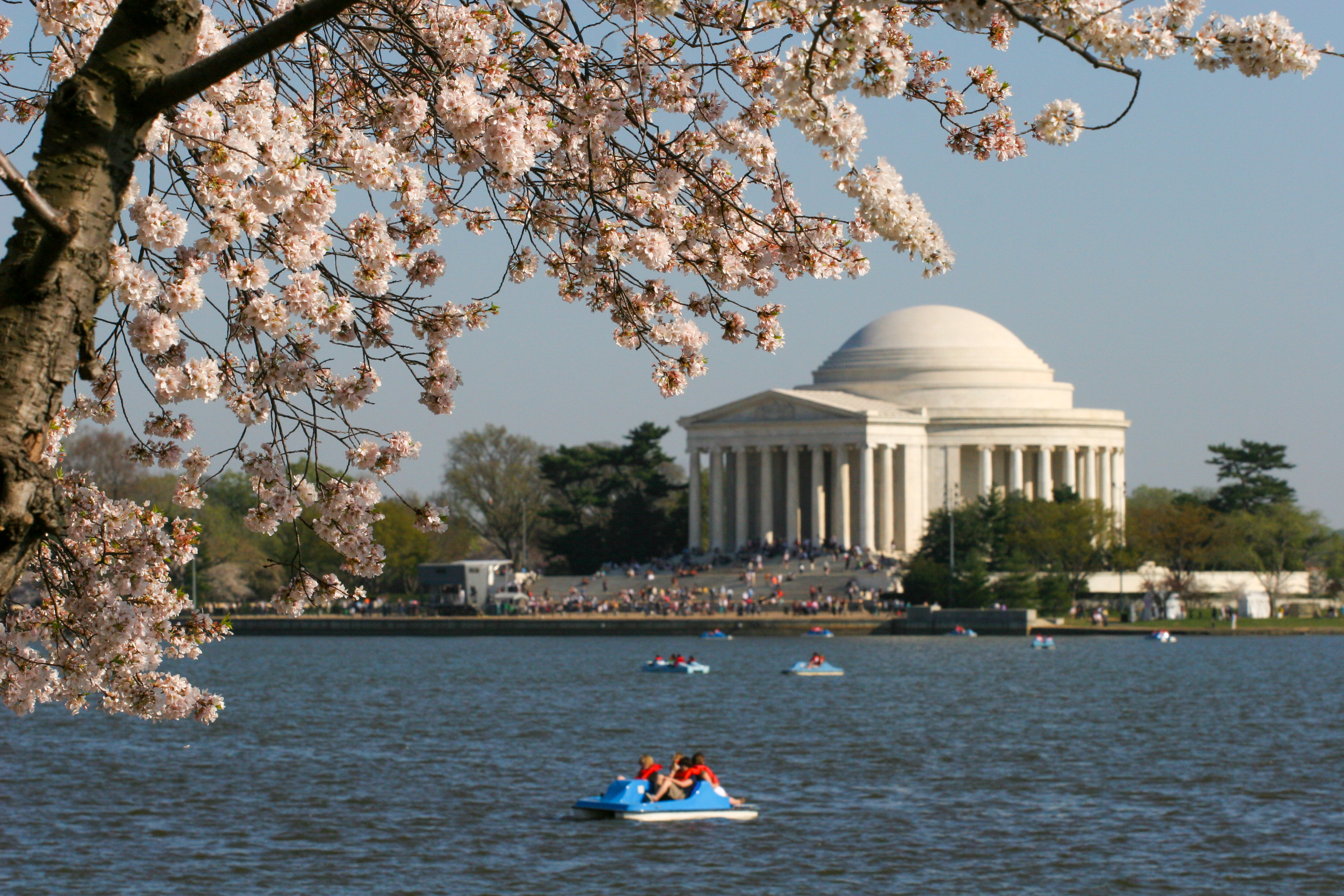 Cherry Blossoms and Jefferson Monument 