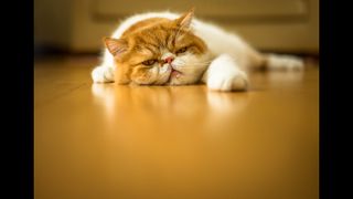 cat lying on hardwood floor