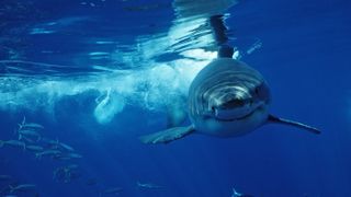 A great white shark in the Pacific Ocean off the coast of Mexico.