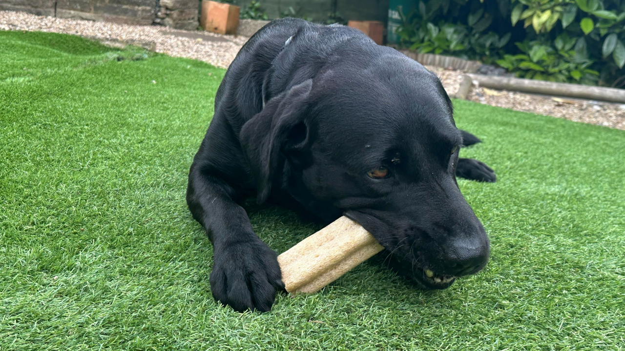 Paul's dog hugo chewing into the Pedigree Dentastix Advanced (one of the best long-lasting dog chews) under his paws