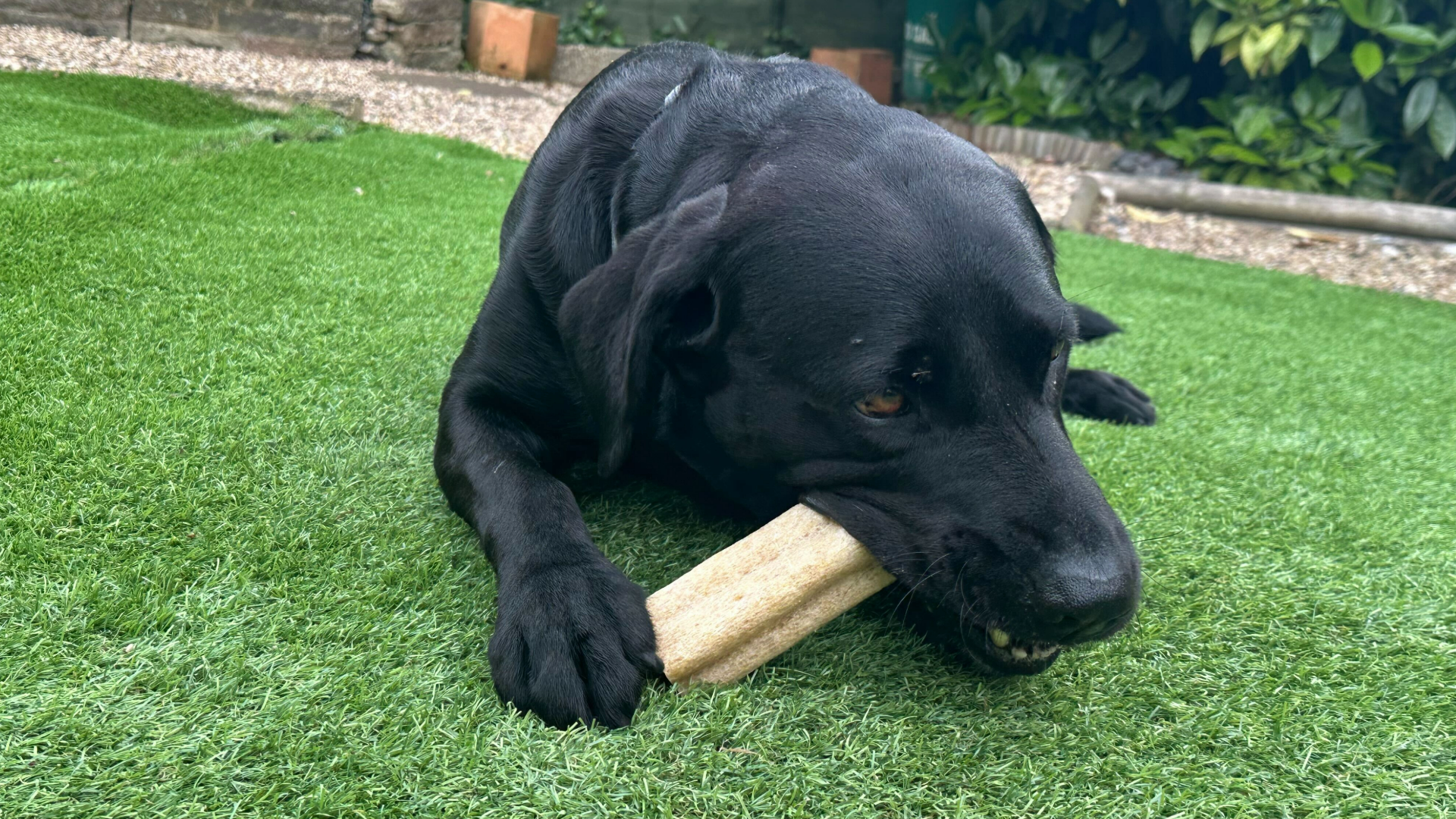 Paul's dog hugo chewing into the Pedigree Dentastix Advanced (one of the best long-lasting dog chews) under his paws