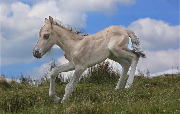 Billy the Dartmoor Hill Pony foal who's life was saved finding him on the bleak Devon moor in the dead of night. Billy's very light colouring enabled him to be seen. Strict Copyright Laws Apply &amp;copy; Photograph - Richard Austin Tel: 07831-566005