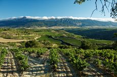 Olarra vineyard