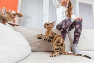 Devon rex cat jumping with mother and daughter