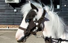 foal rescued