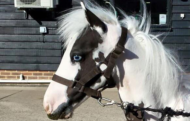 foal rescued
