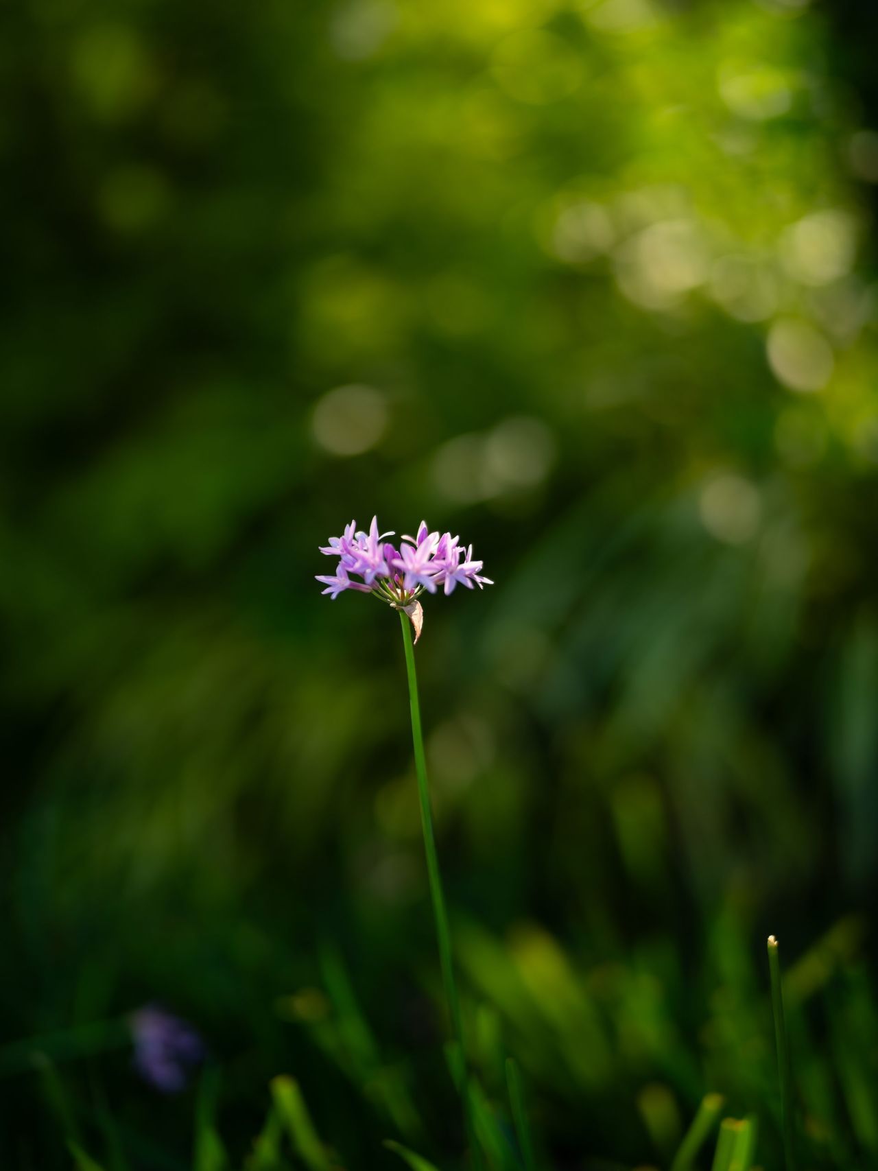 Mitakon Speedmaster 80mm f/1.6