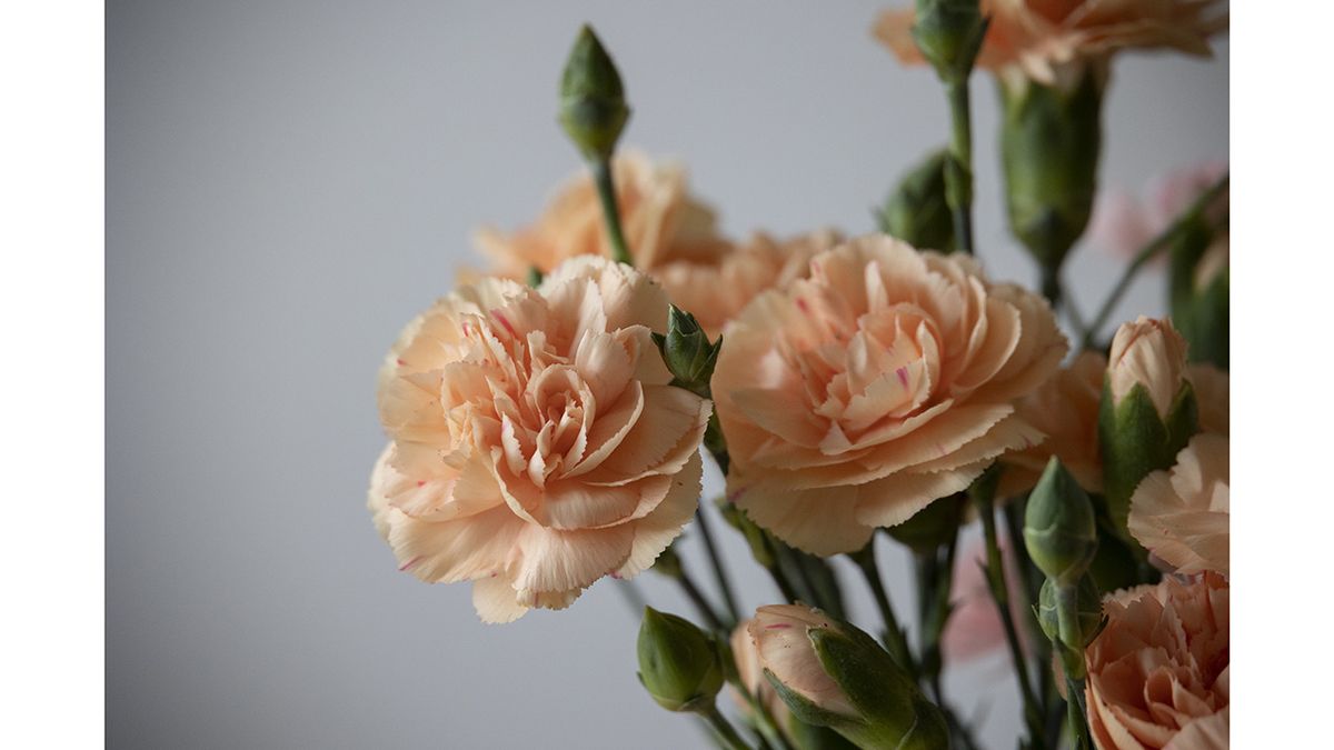 RF 24-240 test shot