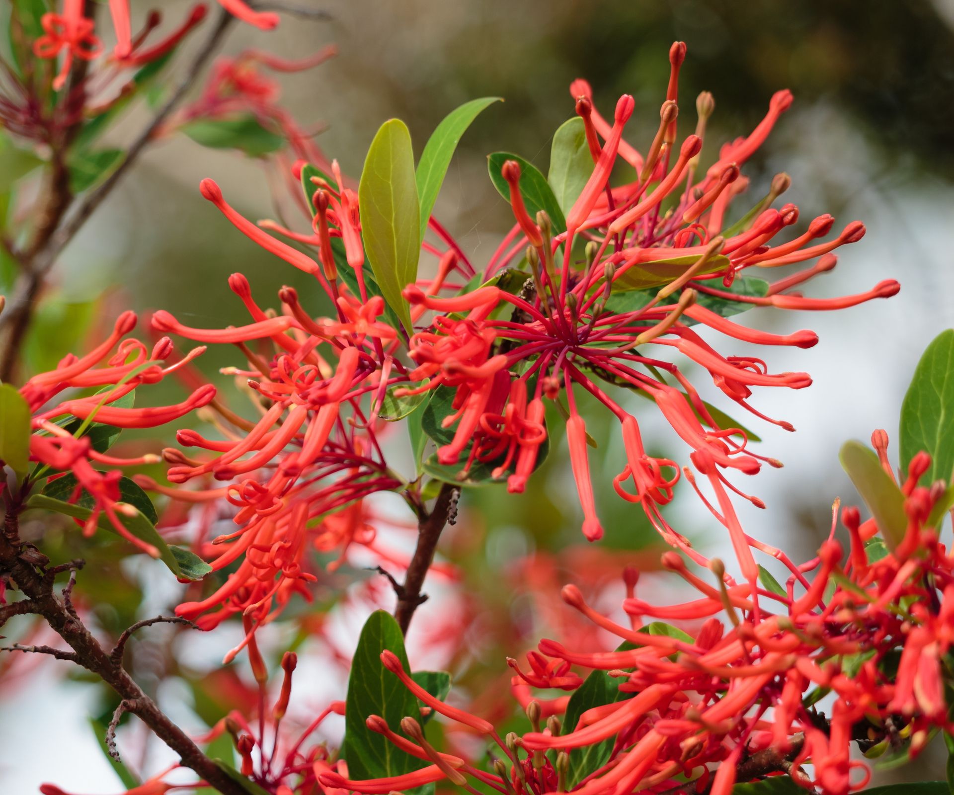 Native spring flowers to attract hummingbirds & pollinators