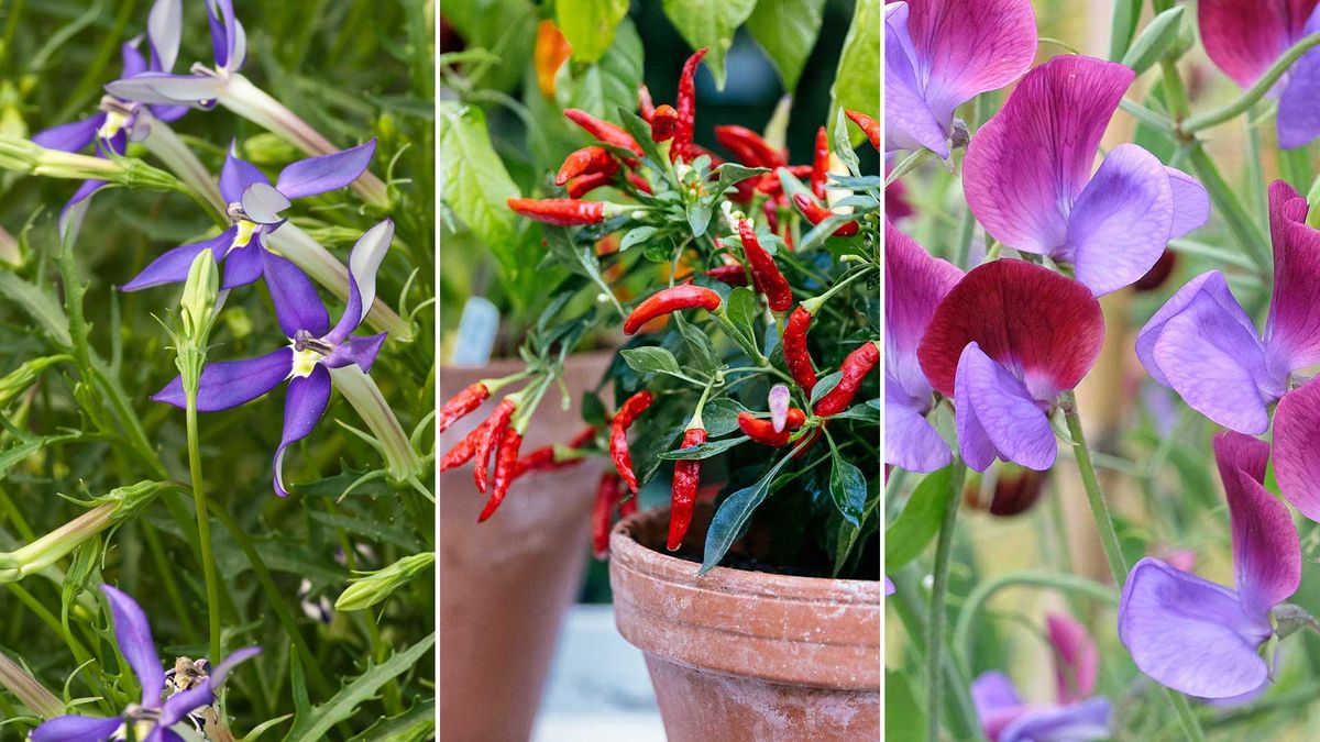 Graines à semer en janvier : 8 fabuleuses fleurs et légumes à commencer dès maintenant