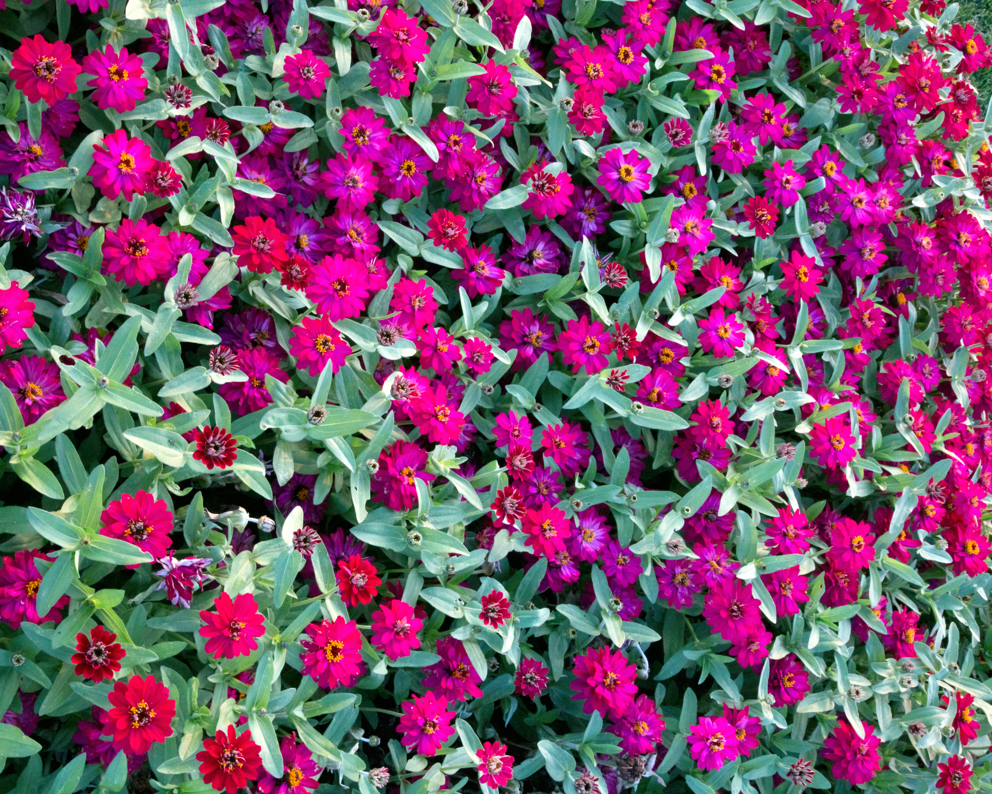 Profusion of red and pink zinnia flowers growing in a garden border