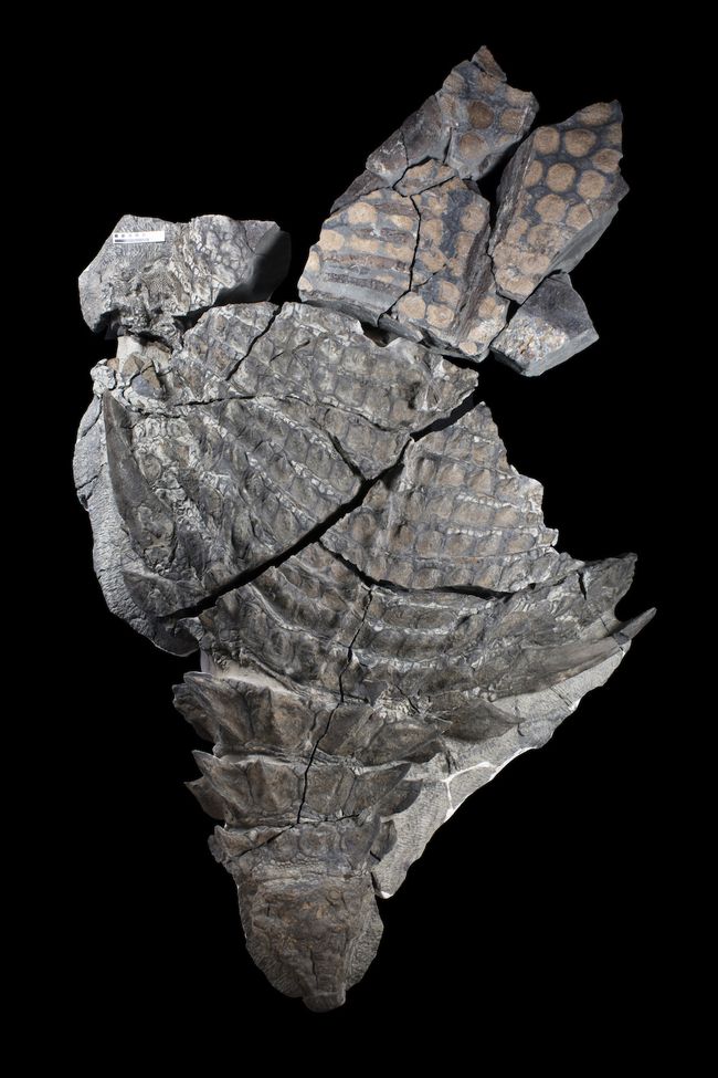 royal tyrrell museum nodosaur