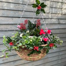 winter hanging basket