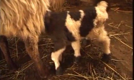 On a farm in the Republic of Georgia, a newborn lamb with six limbs drinks milk from its mother.