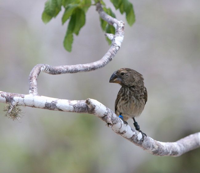 Charles Darwin, Galapagos, evolution