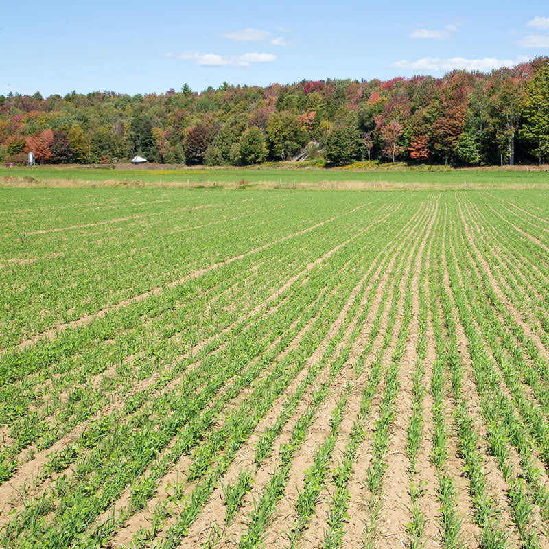 Cover Crop Seeds (Organic) - Mixed