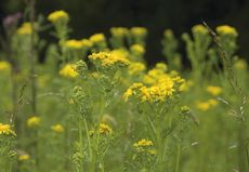 ragwort.jpg