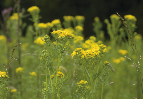 ragwort.jpg
