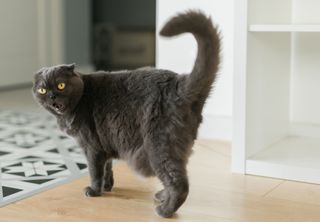 Reference picture of a grey cat