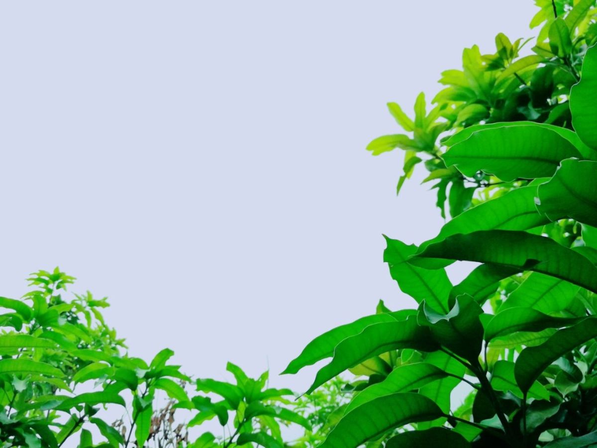 Plant Is Not Blooming Possible Causes For Plants Not Flowering