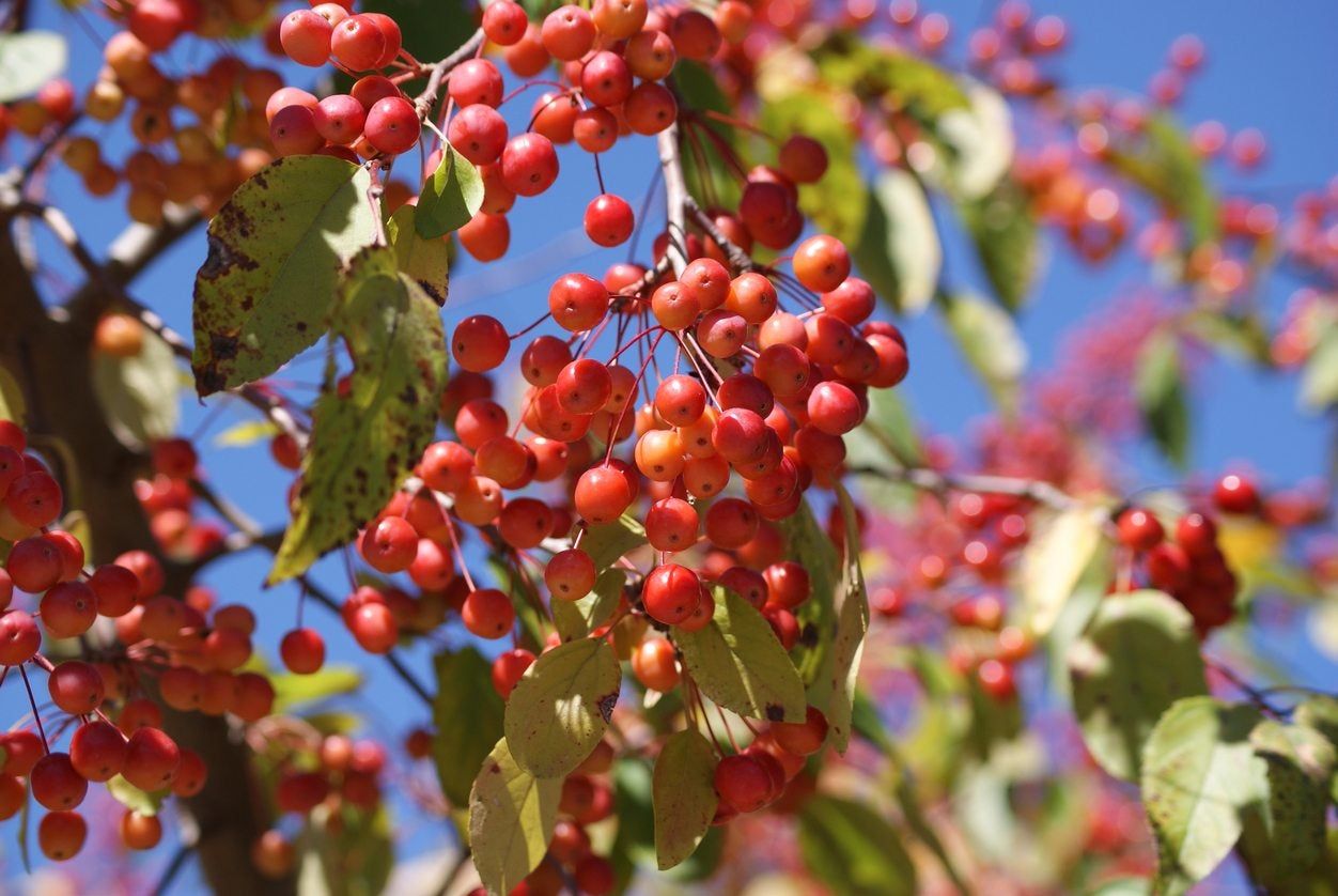 Crabapple Tree Full Of Fruits