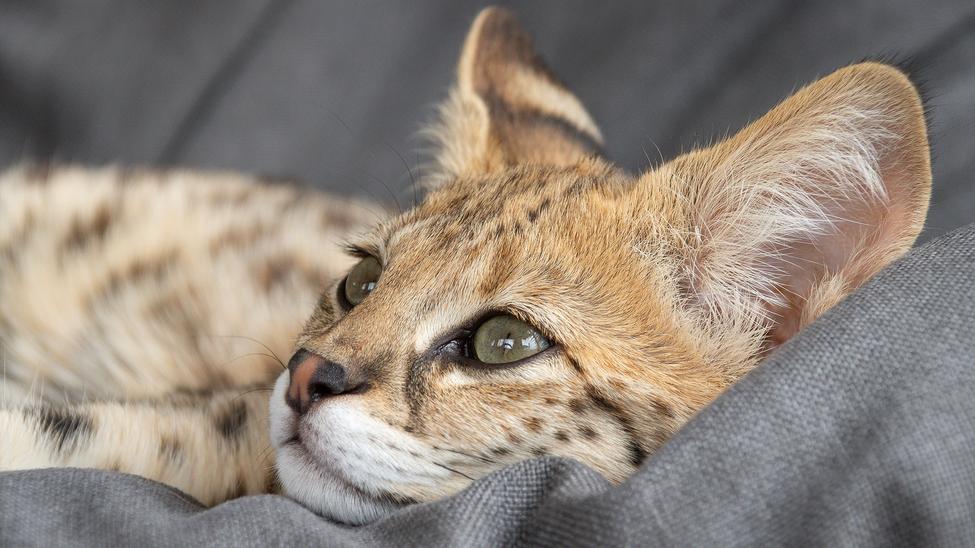 Close up of Savannah cat laying down