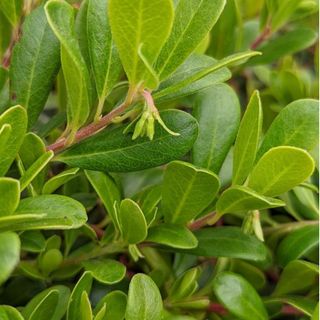 Massachusetts bearberry shrub with green foliage