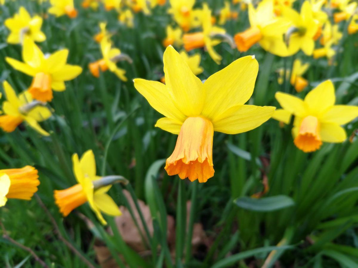 Wide Aperture mode gives professional-looking results.