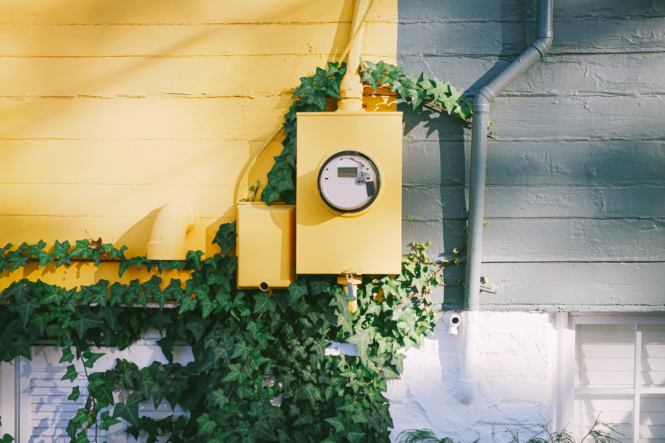 Ivy grows around a pale yellow electrical meter on a home's exterior