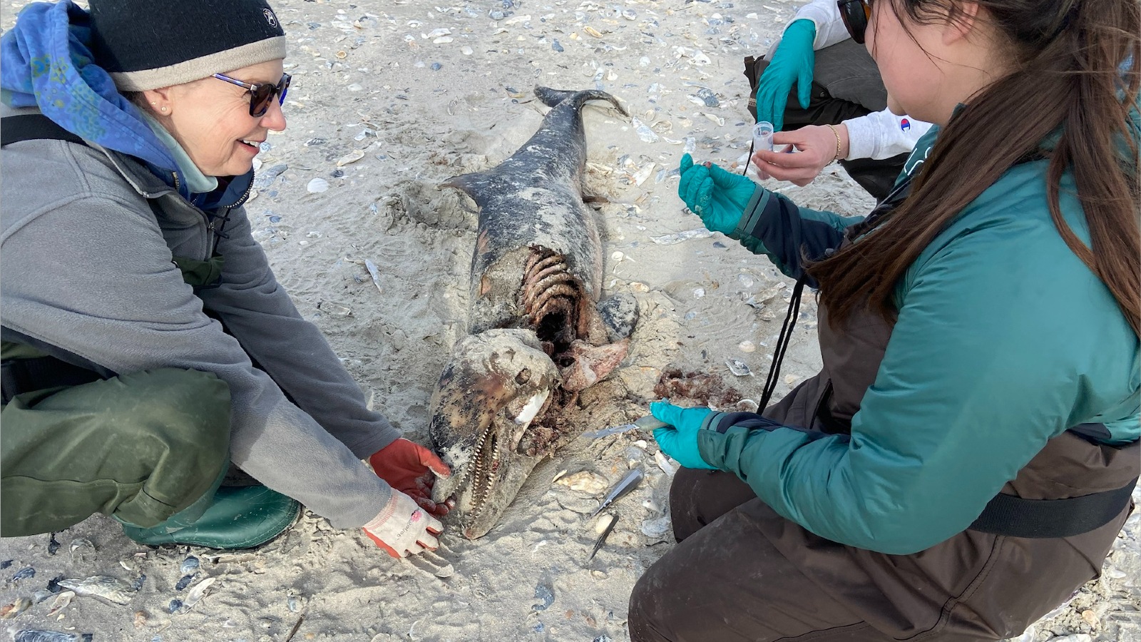Researchers examine a partially scavenged dolphin on a beach